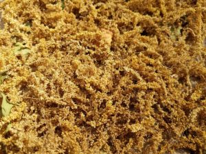 oak-pollen